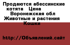 Продаются абессинские котята › Цена ­ 10 000 - Воронежская обл. Животные и растения » Кошки   